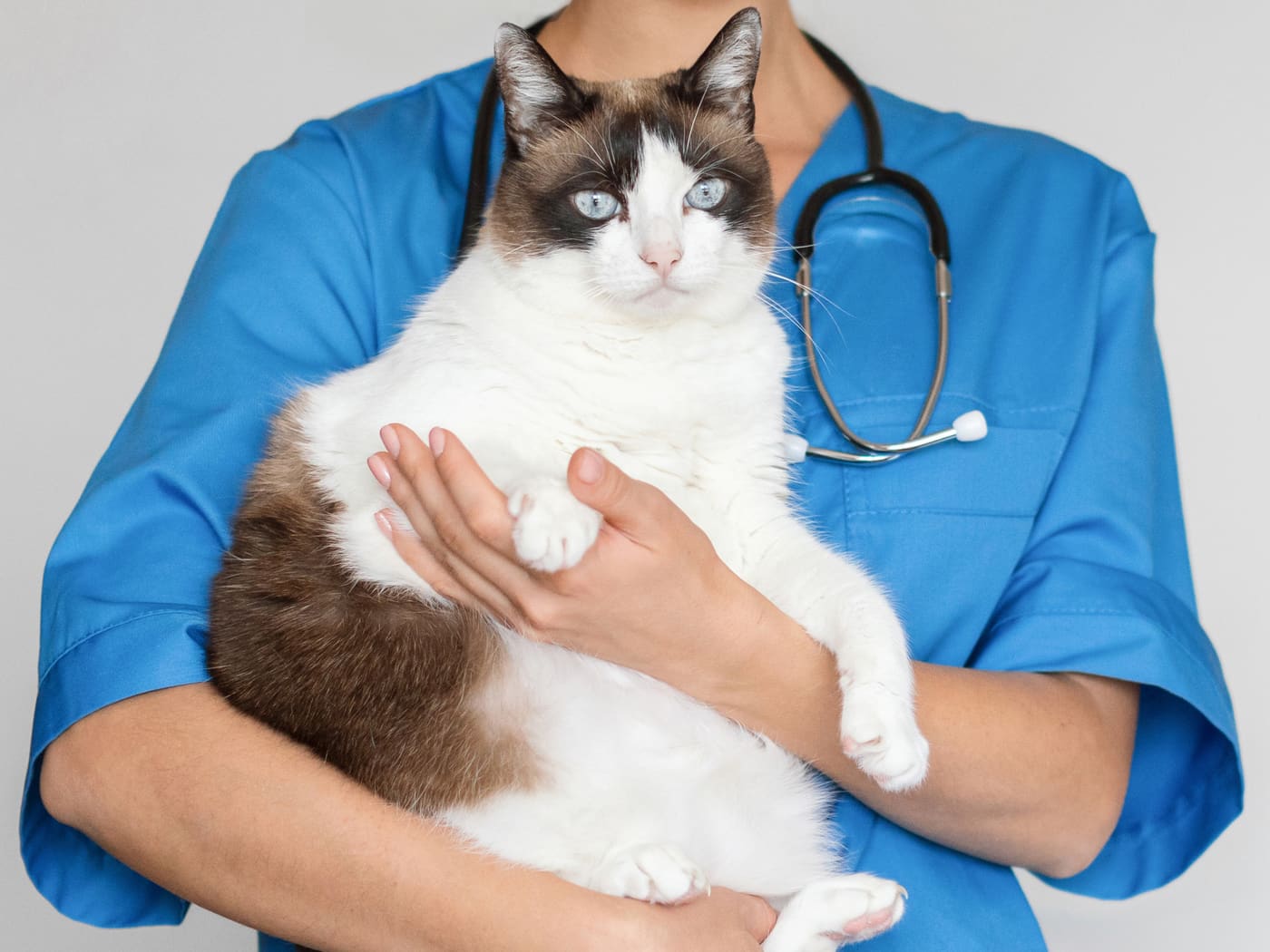 Veterinarian holding a cat in clinic