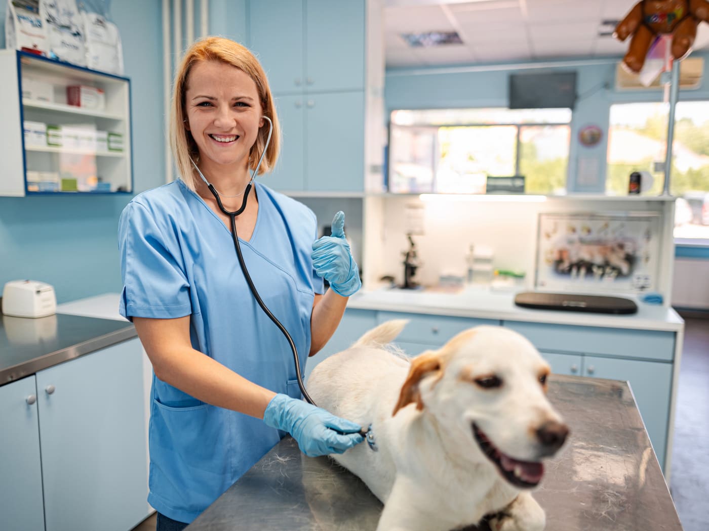 Veterinarian caring for a happy dog